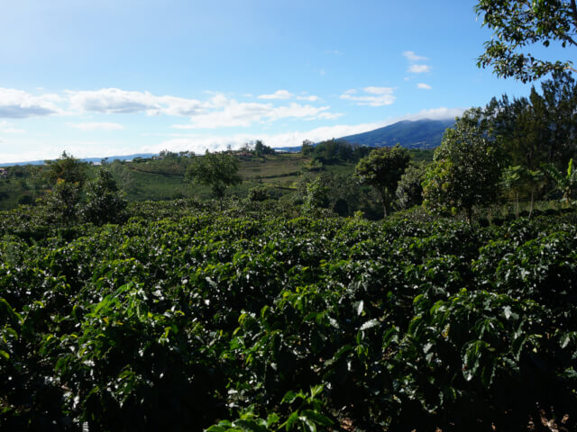 コスタリカ / Costa Rica 4